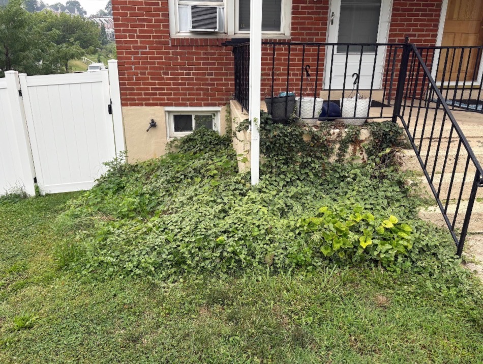 Overgrown bed cleared and mulched before